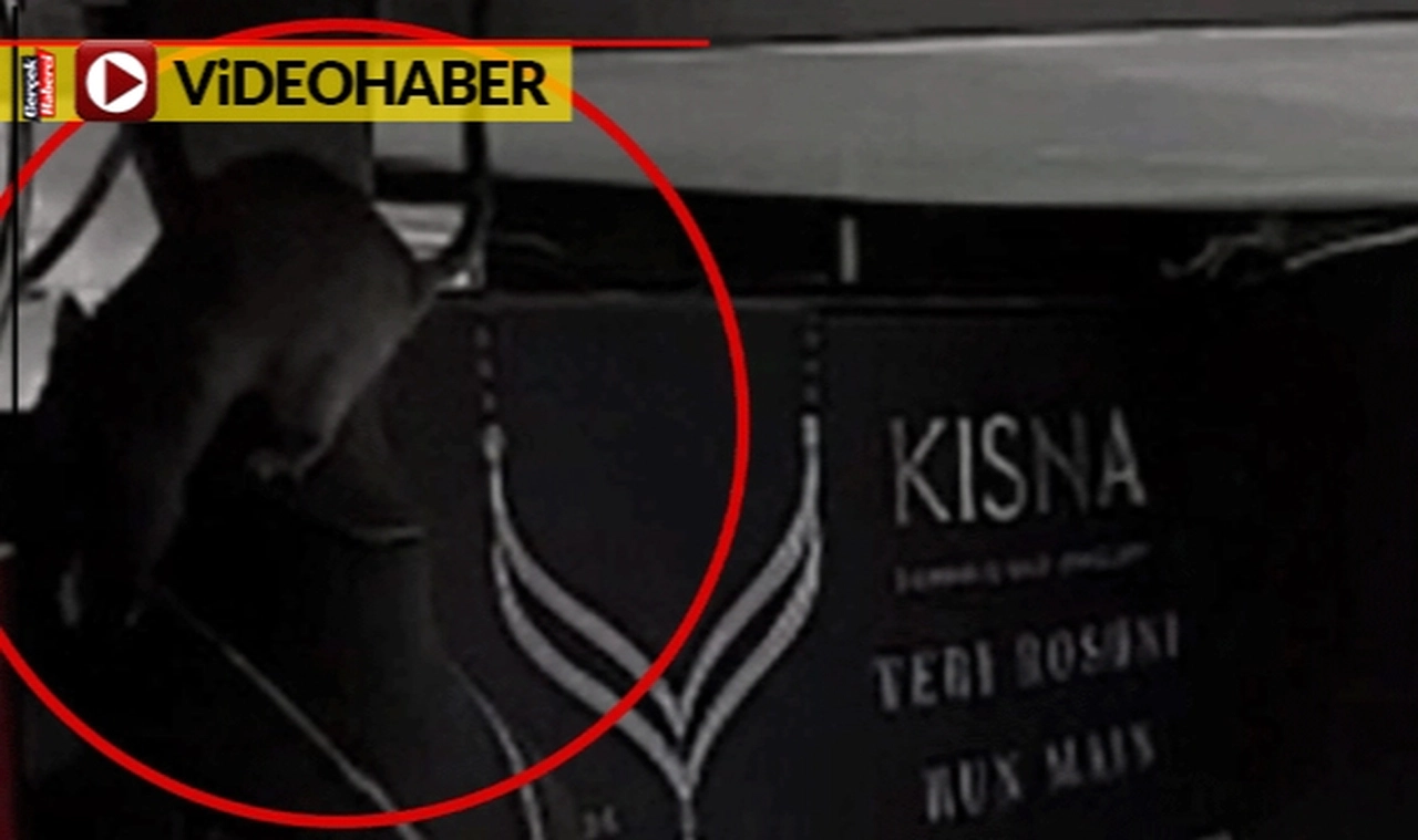 Fare elmas kolye çaldı: Gel de sigorta şirketine izah et