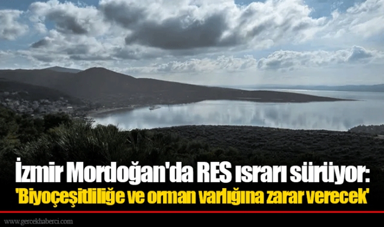 İzmir Mordoğan'da RES ısrarı sürüyor: 'Biyoçeşitliliğe ve orman varlığına zarar verecek'
