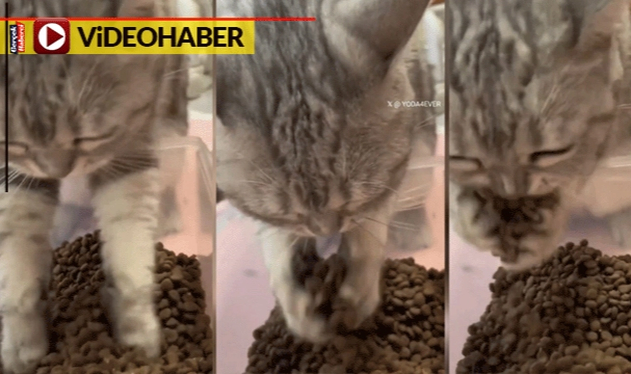 Patileriyle mama yiyen kedi görenleri şaşırttı: "Yavaş yavaş evriliyorlar"