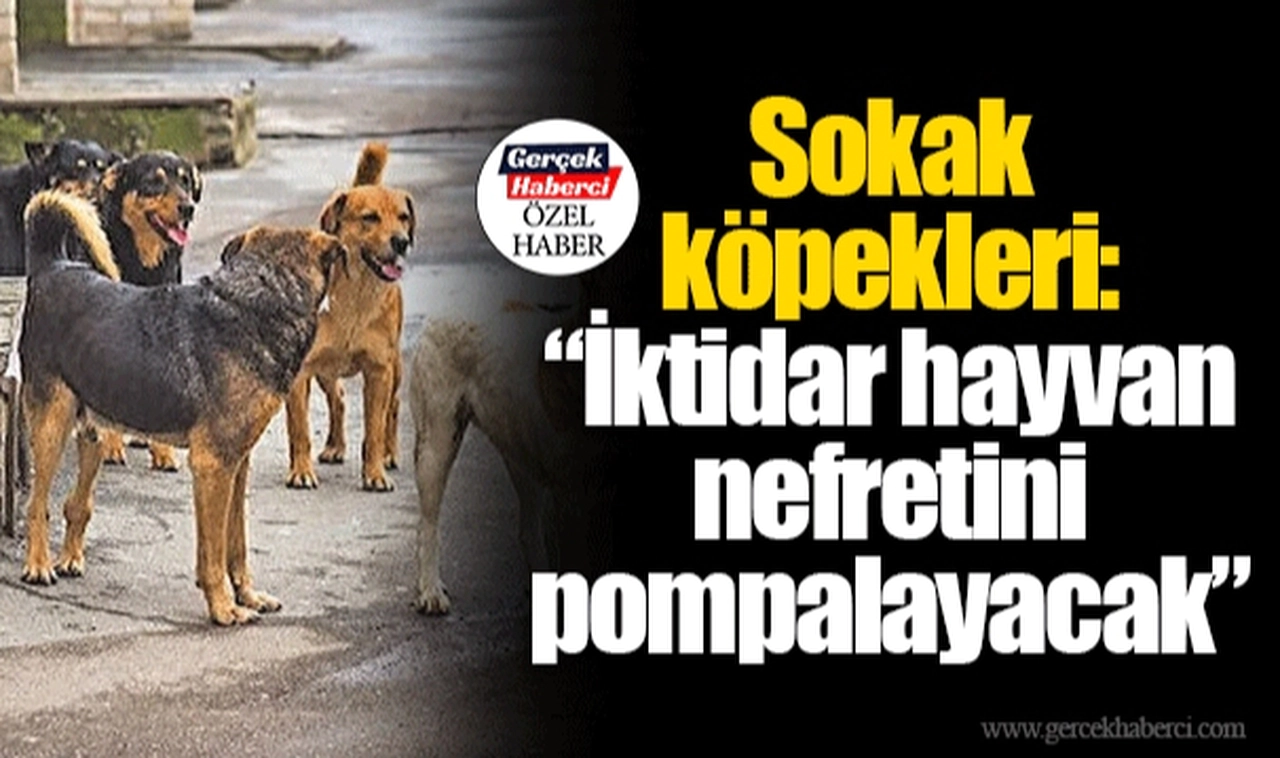 Sokak köpekleri: “İktidar hayvan nefretini pompalayacak”