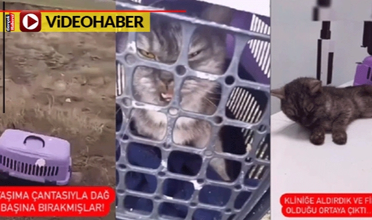 Hasta kedisini dağ başına terk etti... Büyük tepki gördü!