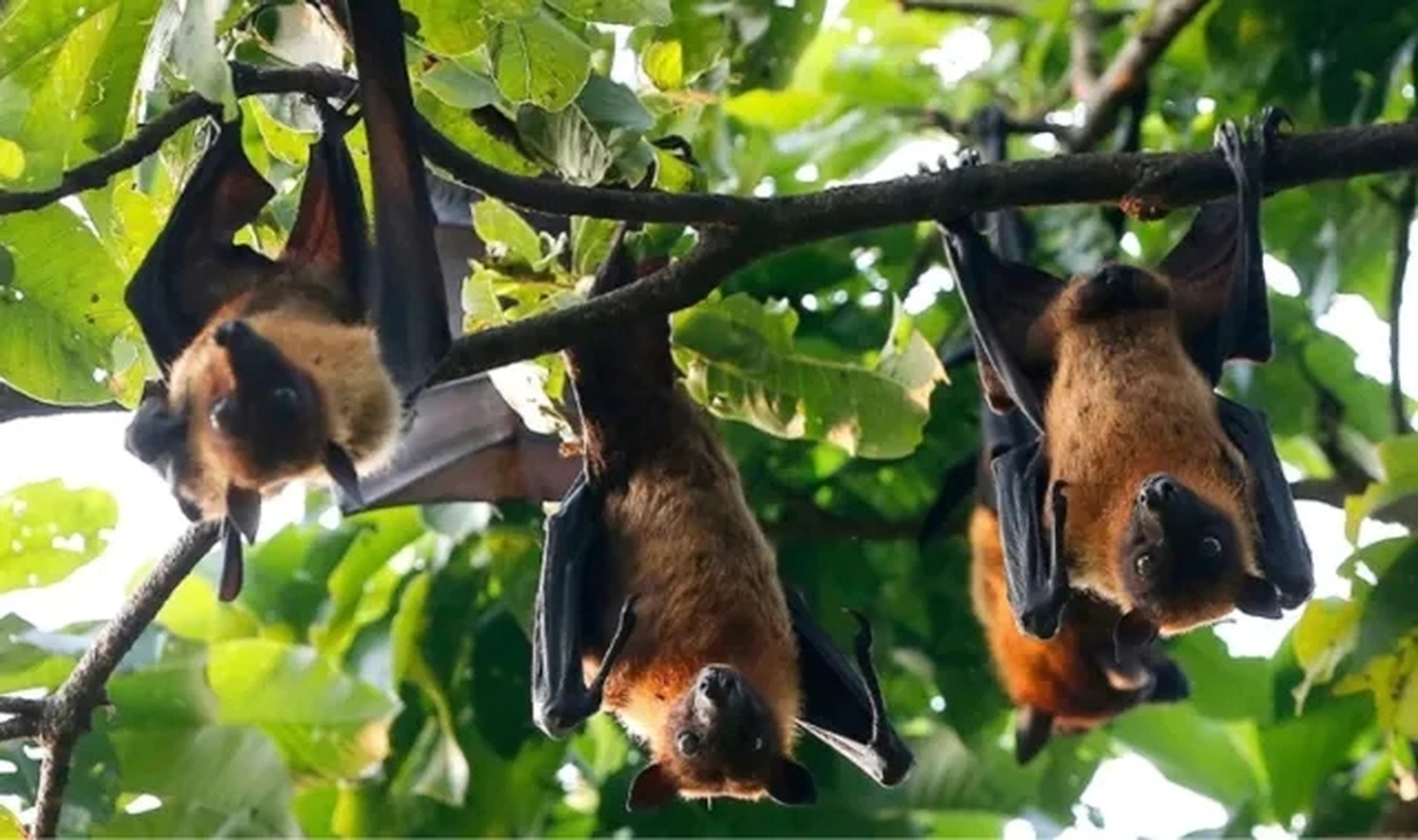 DSÖ kırmızı alarm verdi! Bangladeş'te 2 kişiyi öldüren Nipah virüsü hızla yayılıyor