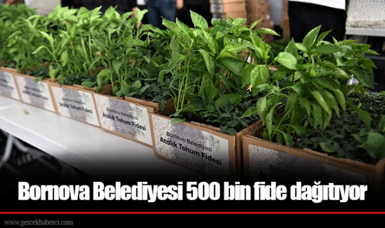 Bornova Belediyesi 500 bin fide dağıtıyor