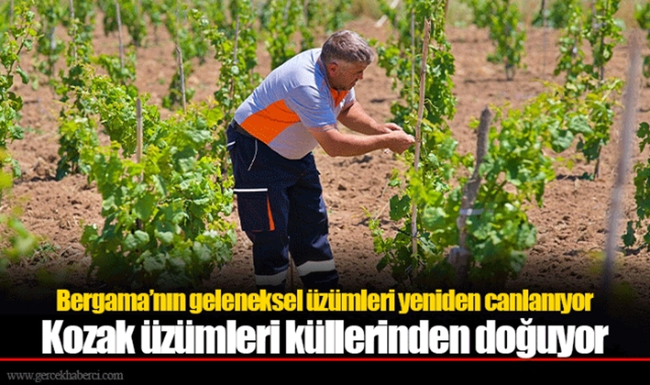 Bergama’nın geleneksel üzümleri yeniden canlanıyor
