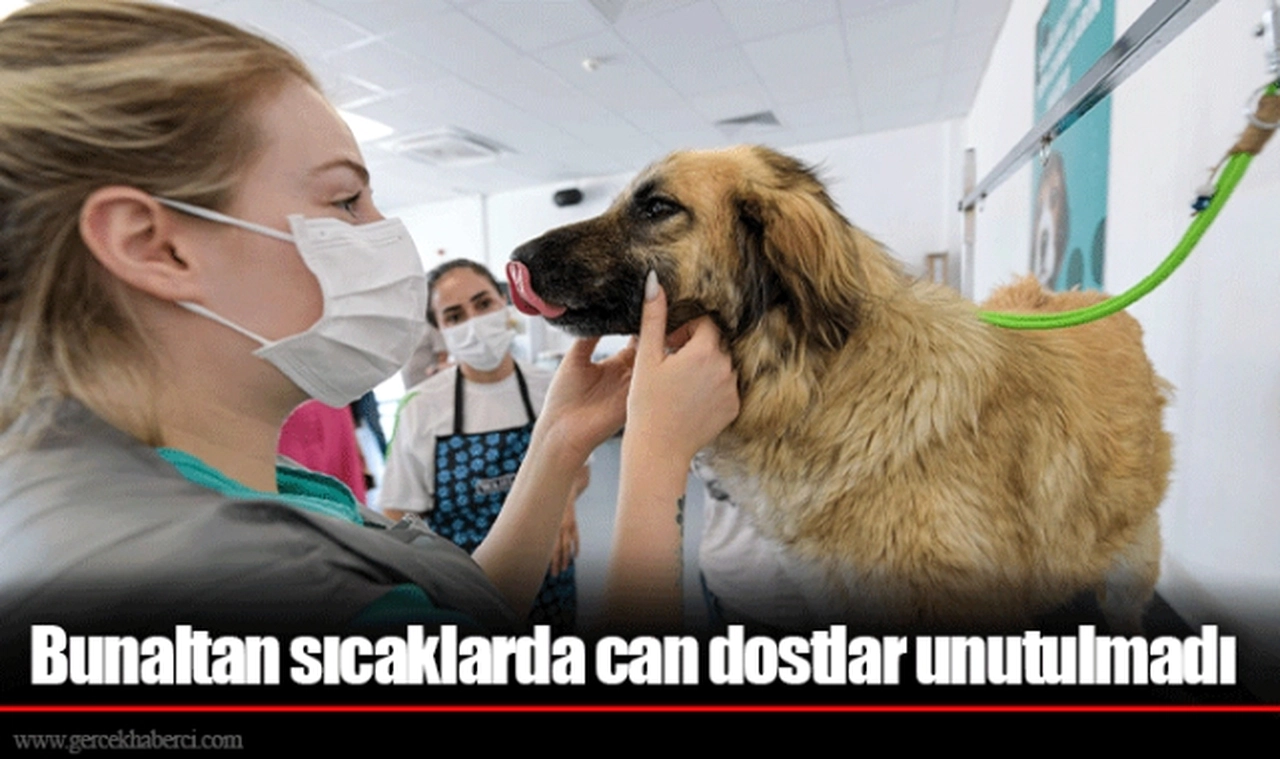 Bunaltan sıcaklarda can dostlar unutulmadı