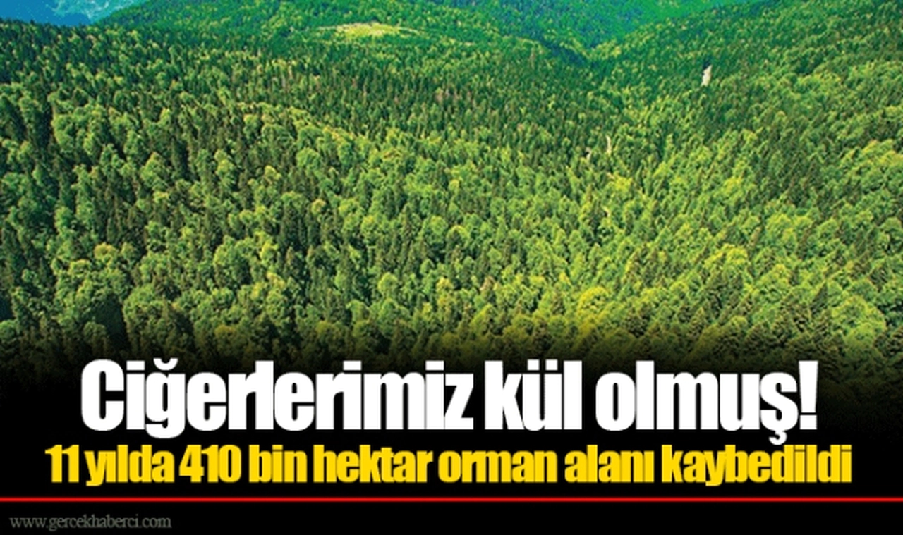 Ciğerlerimiz kül olmuş! 11 yılda 410 bin hektar orman alanı kaybedildi