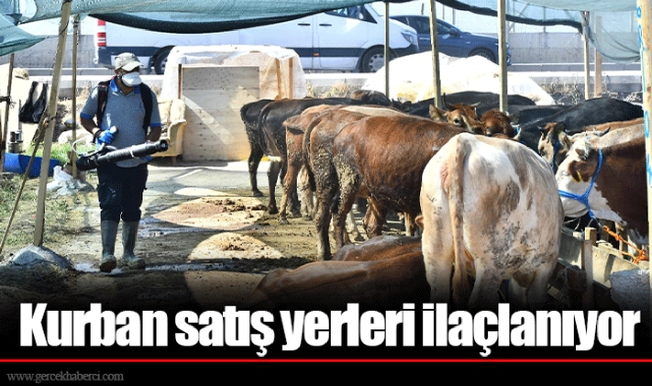 Kurban satış yerleri ilaçlanıyor