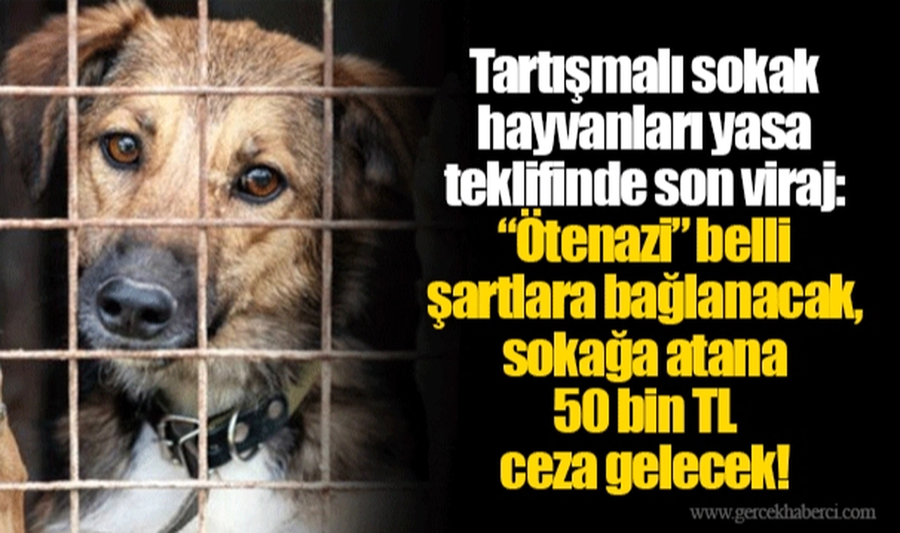 Tartışmalı sokak hayvanları yasa teklifinde son viraj: “Ötenazi” belli şartlara bağlanacak, sokağa atana 50 bin TL ceza gelecek!