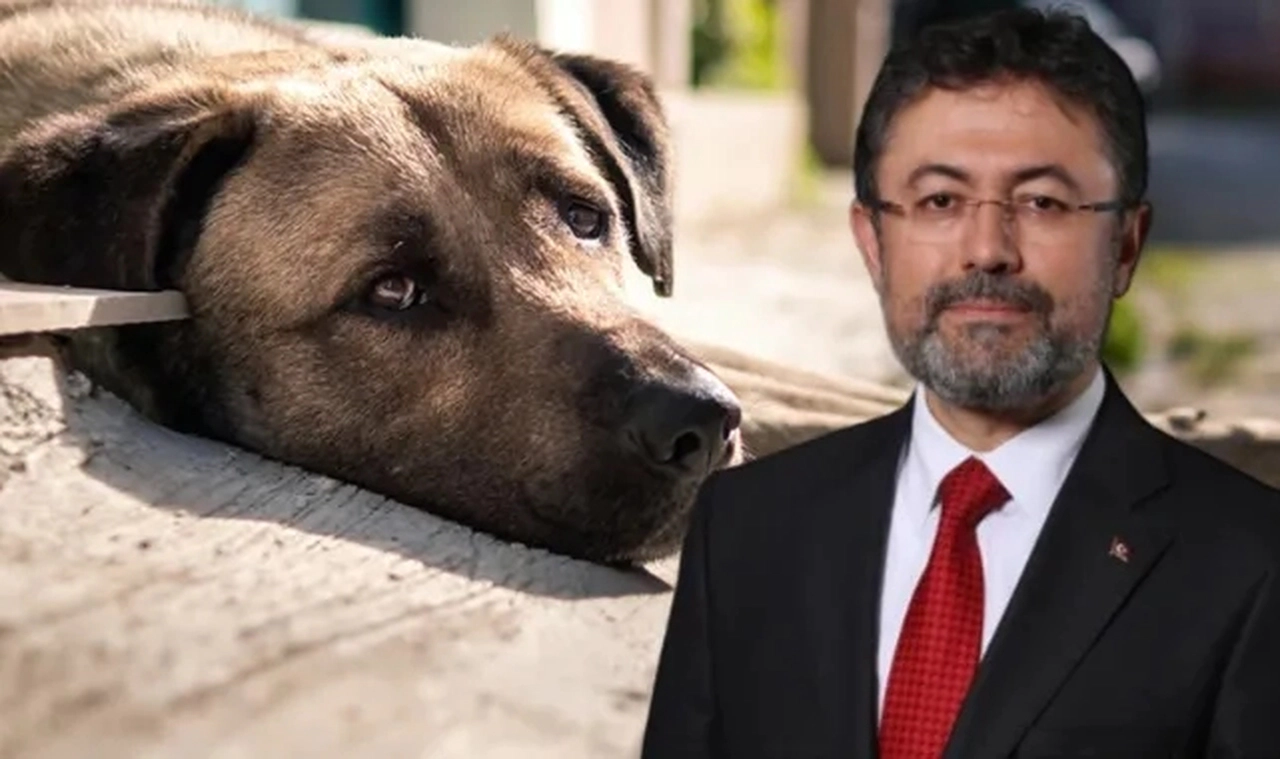Bakan Yumaklı Tartışmalı Düzenlemeyi Anlattı: Hayvanlara Eziyet Söz Konusu Değil