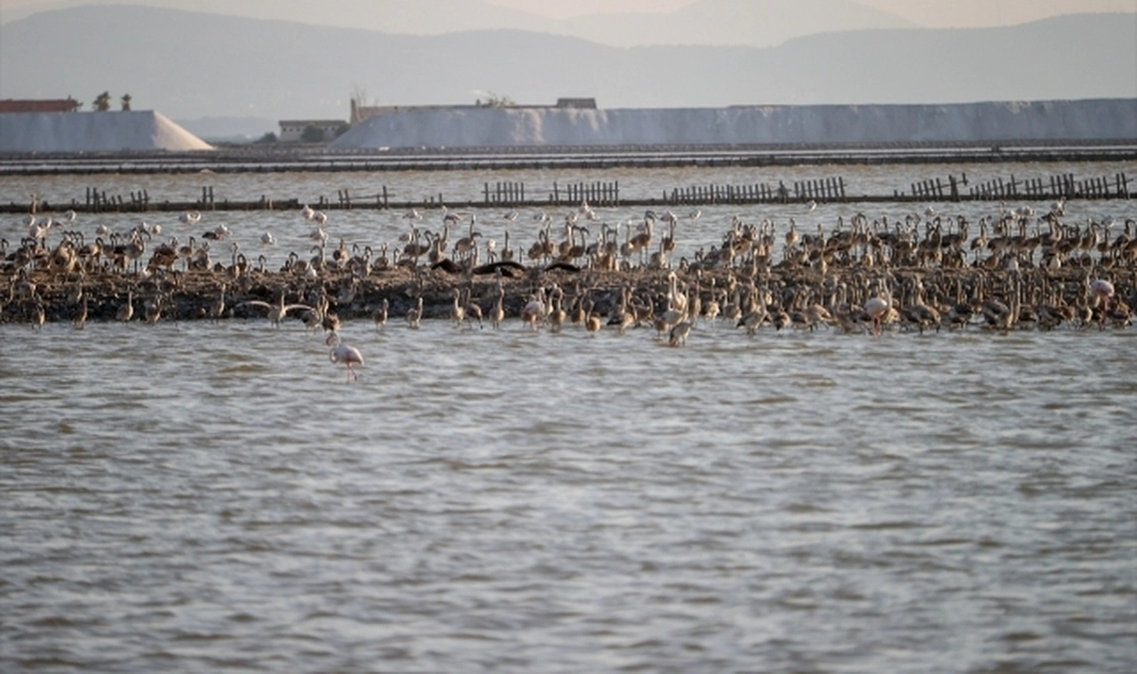 Flamingo adasının yeni sakinleri kıtalar arası uçuşa hazırlanıyor