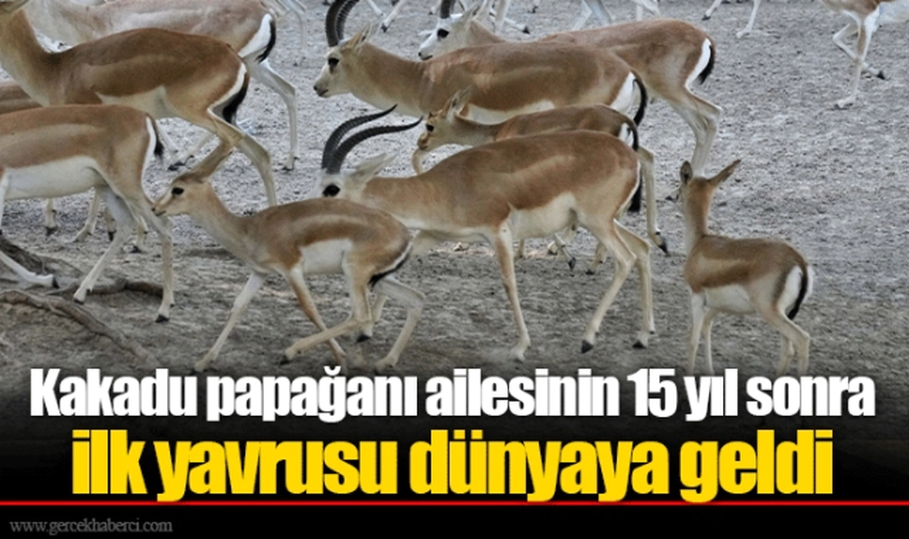 Kakadu papağanı ailesinin 15 yıl sonra ilk yavrusu dünyaya geldi