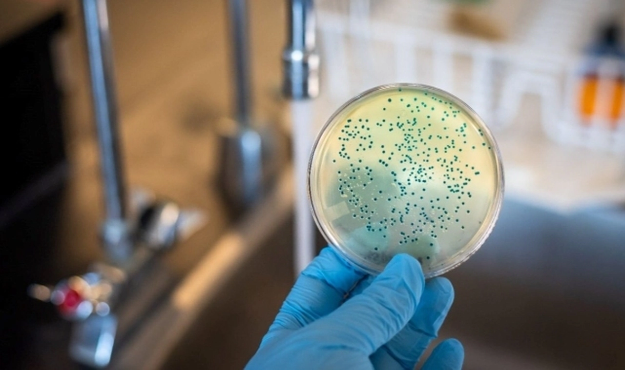 Pseudomonas aeruginosa'nın Genetik Soy Ağacı: 596 Virüs Türüyle İlişki Tespit Edildi