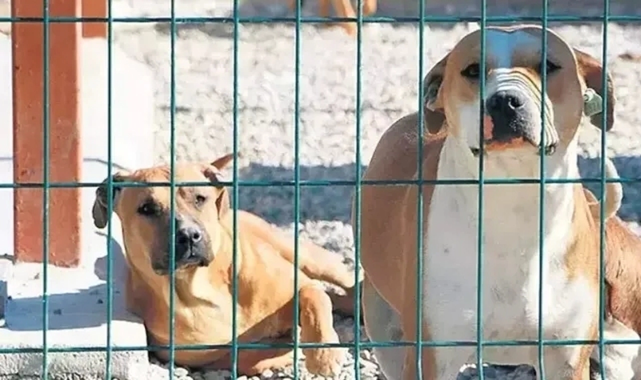Sahipsiz sokak hayvanlarına ilişkin, AKP'nin 4'ncü madde üzerinde sunduğu önerge kabul edildi