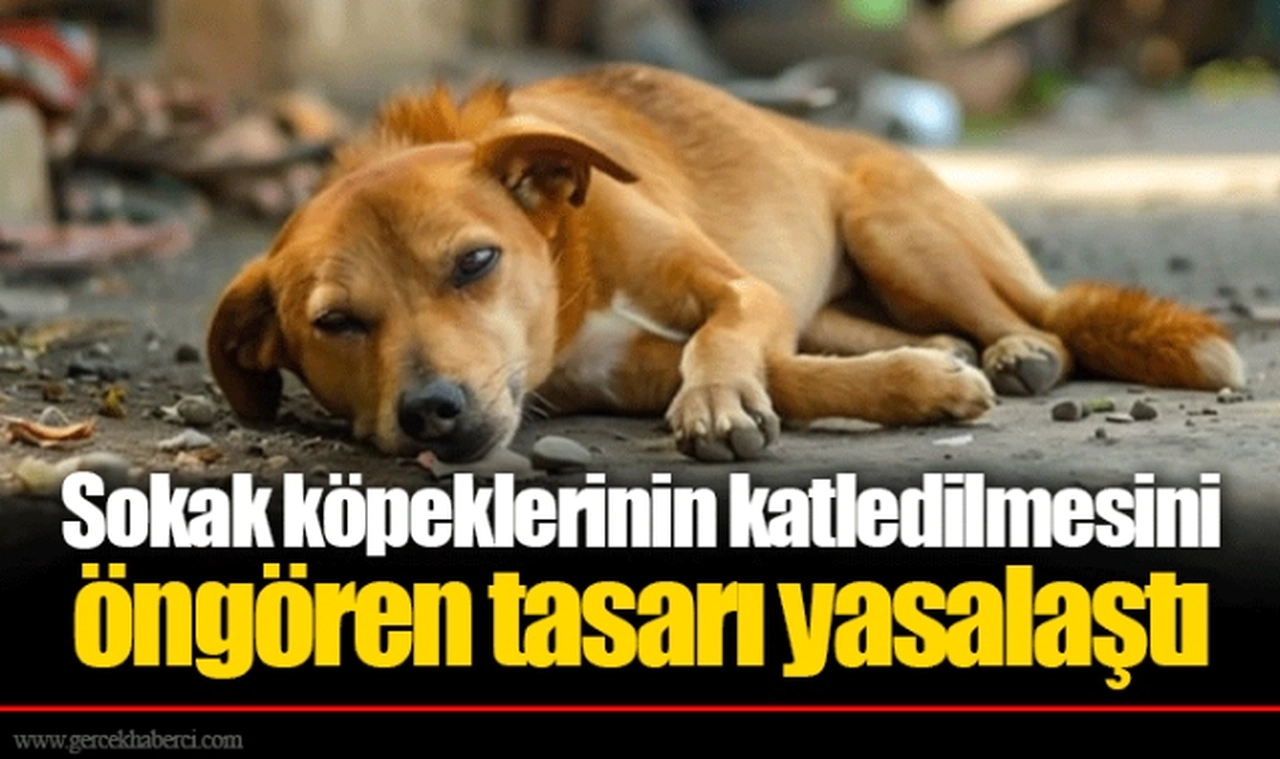 Sokak köpeklerinin katledilmesini öngören tasarı yasalaştı