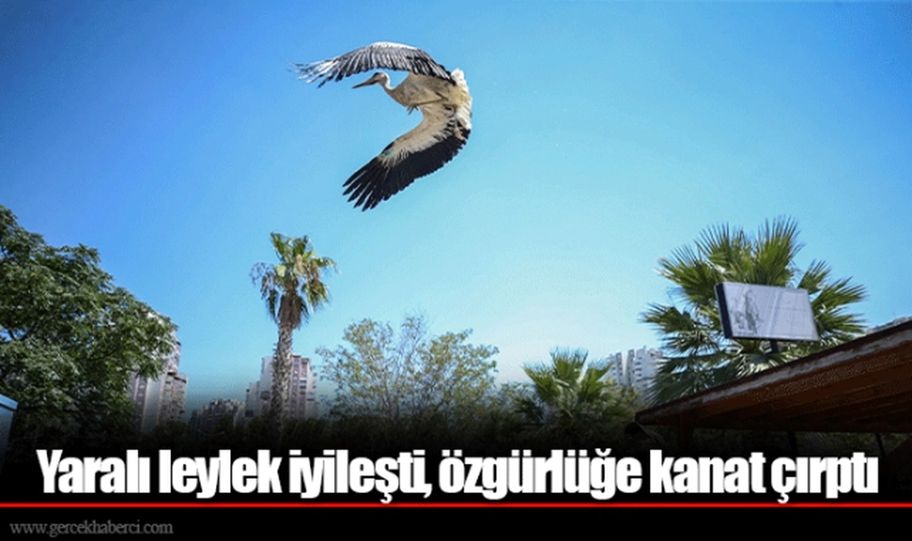 Yaralı leylek iyileşti, özgürlüğe kanat çırptı