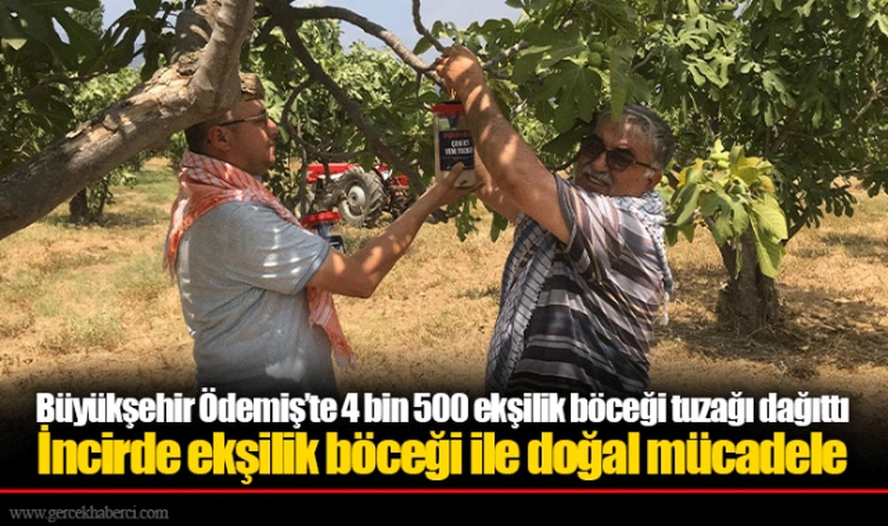 Büyükşehir Ödemiş’te 4 bin 500 ekşilik böceği tuzağı dağıttı