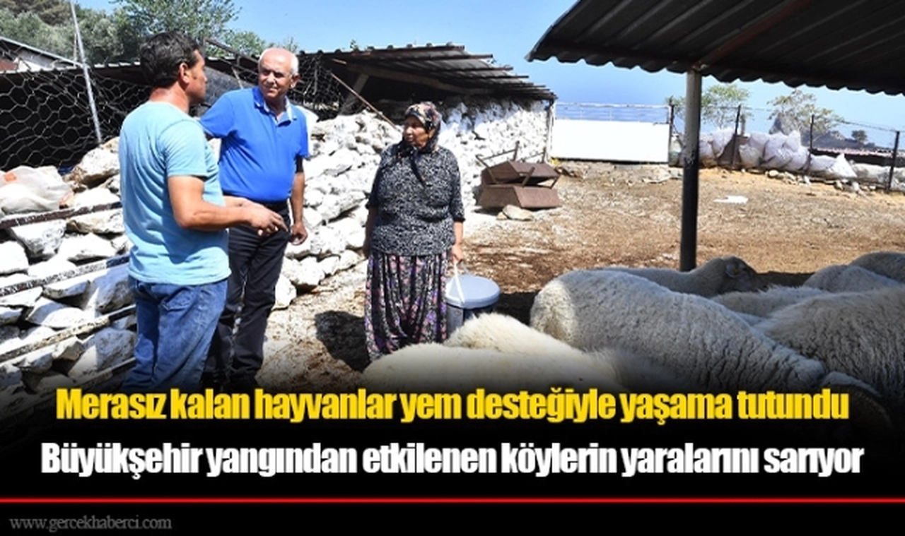 Büyükşehir yangından etkilenen köylerin yaralarını sarıyor