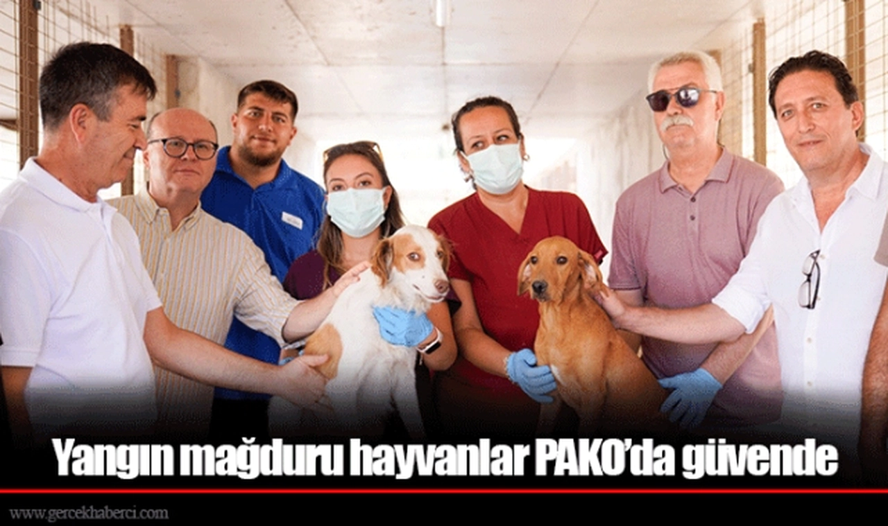 Yangın mağduru hayvanlar PAKO’da güvende