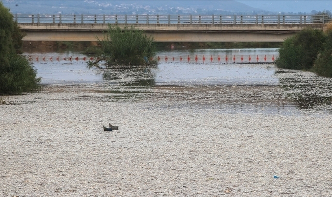 Yunanistan'ın Volos kentinde tonlarca ölü balık nedeniyle olağanüstü hal ilan edildi