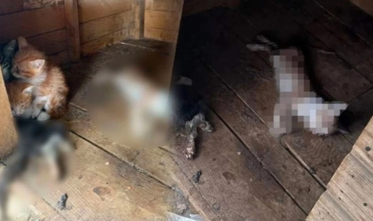 Barınağında ölü hayvanlar bulunan belediye başkanı:  151 köpek ve 144 kedi çalındı