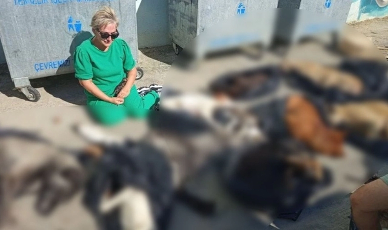 Gebze Belediyesi'ne ait barınakta hayvanlar katledildi: Adli ve idari soruşturma başlatıldı!