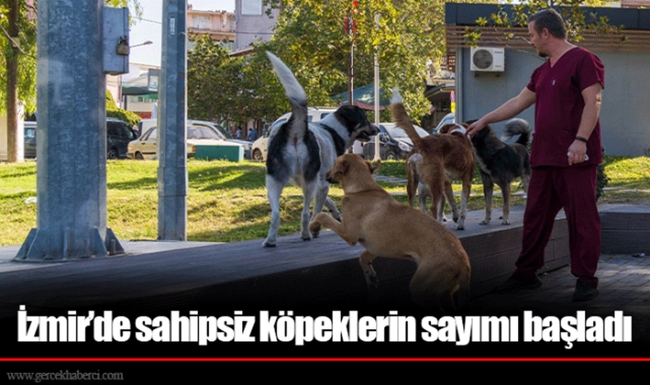 İzmir’de sahipsiz köpeklerin sayımı başladı