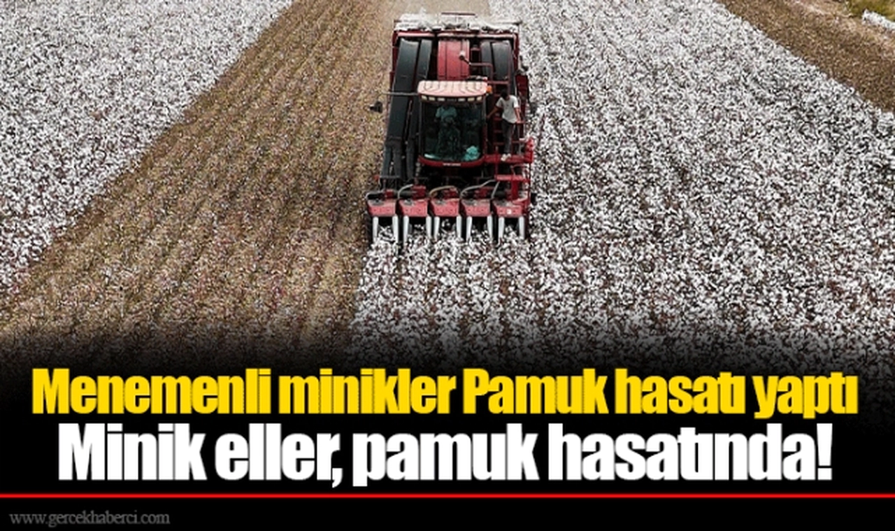 Menemenli minikler Pamuk hasatı yaptı