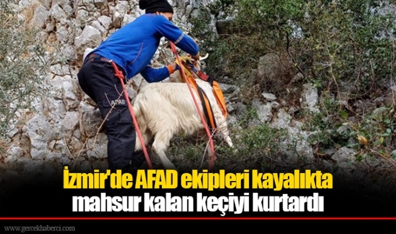 İzmir'de AFAD ekipleri kayalıkta mahsur kalan keçiyi kurtardı