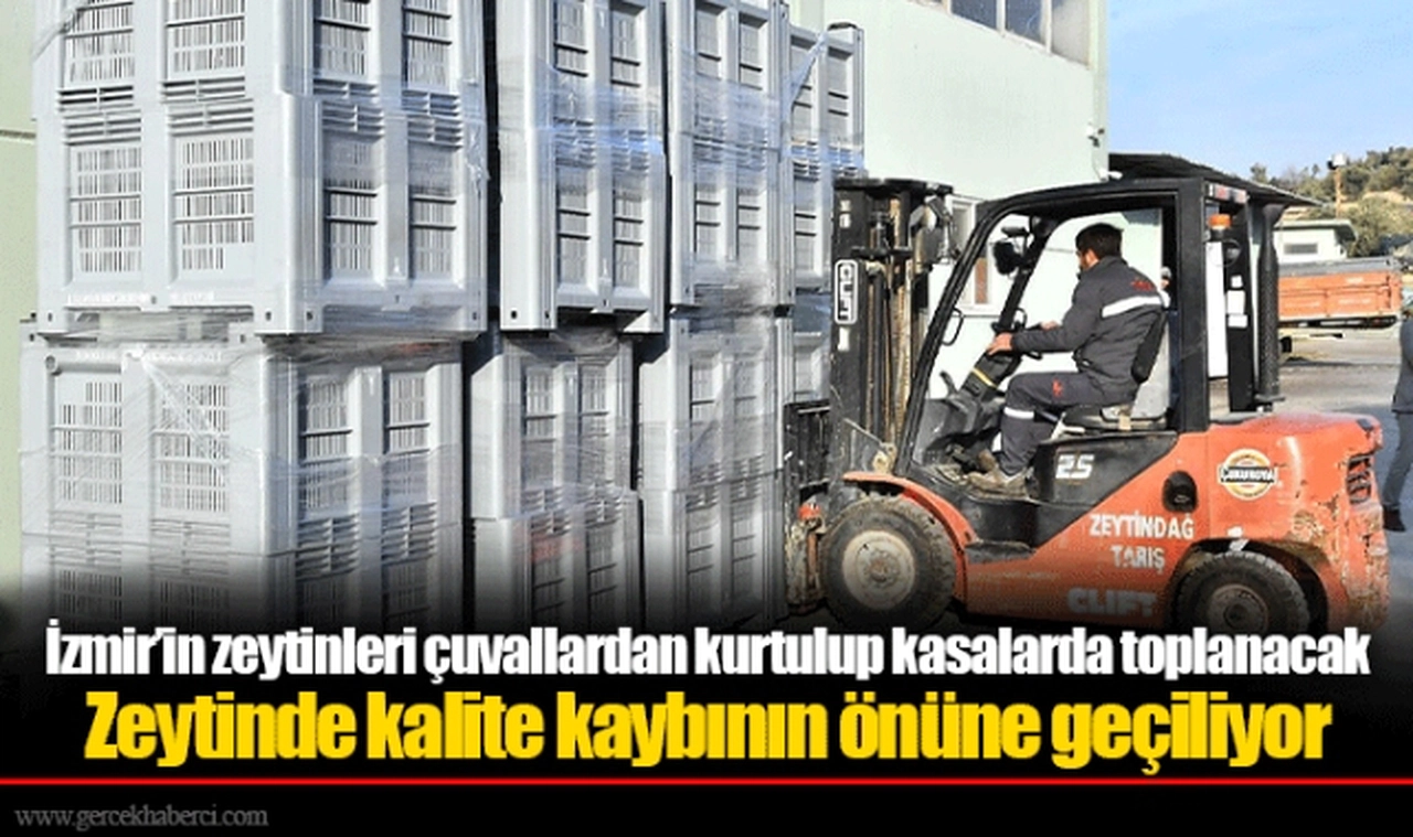 İzmir’in zeytinleri çuvallardan kurtulup kasalarda toplanacak