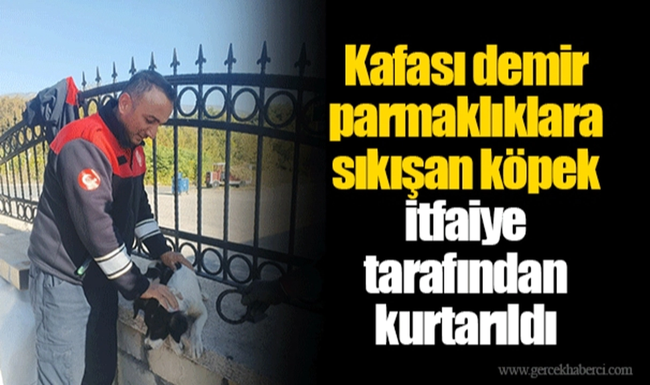 Kafası demir parmaklıklara sıkışan köpek itfaiye tarafından kurtarıldı