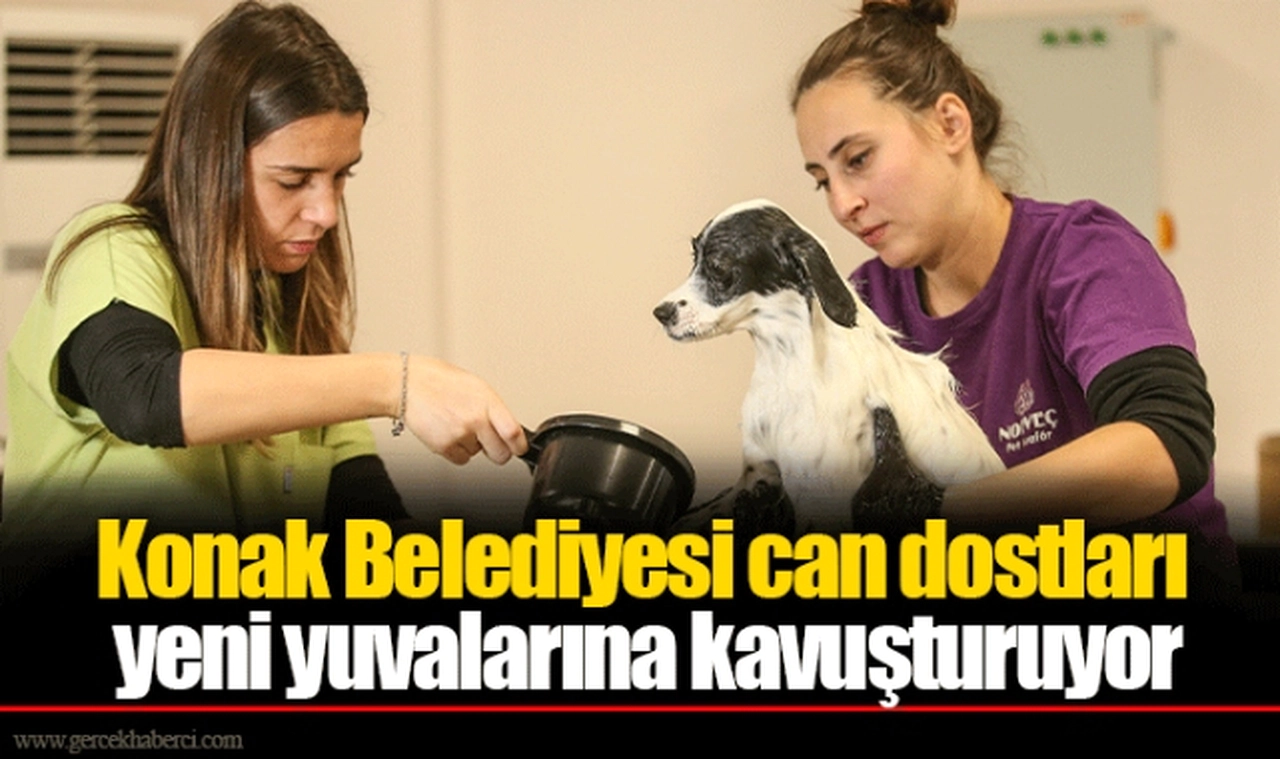 Konak Belediyesi can dostları yeni yuvalarına kavuşturuyor