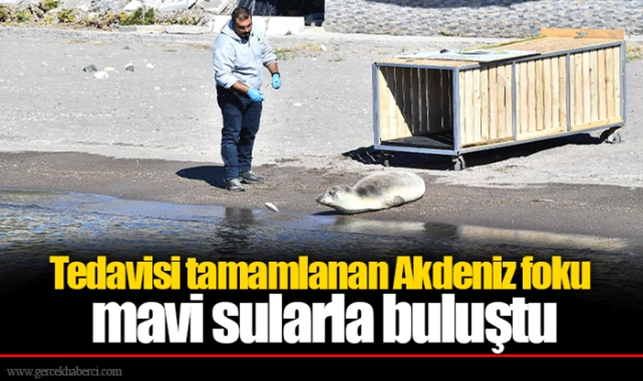 Tedavisi tamamlanan Akdeniz foku mavi sularla buluştu