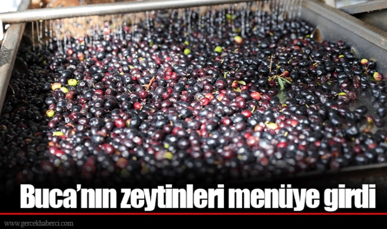 Buca’nın zeytinleri menüye girdi