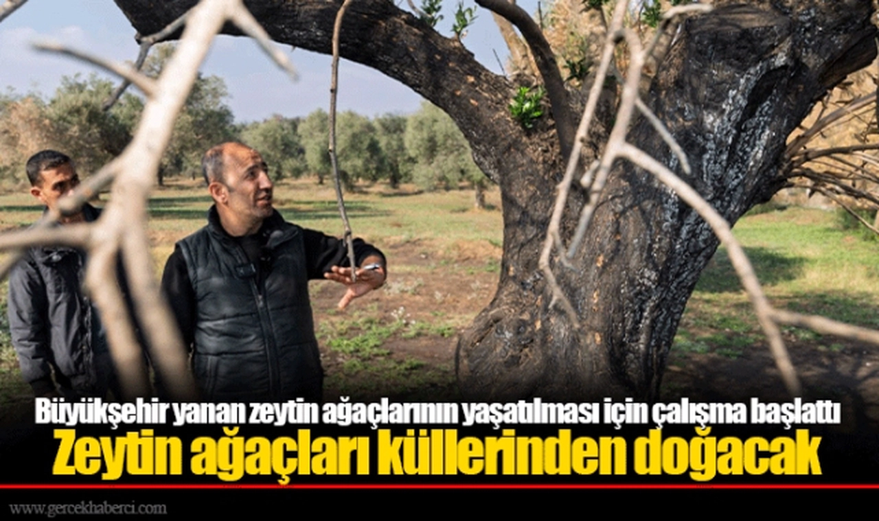 Büyükşehir yanan zeytin ağaçlarının yaşatılması için çalışma başlattı 