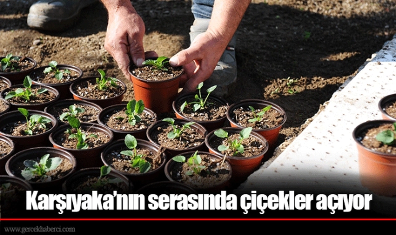Karşıyaka’nın serasında çiçekler açıyor
