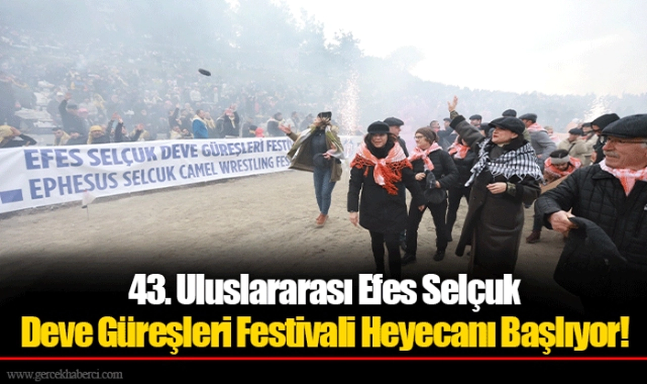 43. Uluslararası Efes Selçuk Deve Güreşleri Festivali Heyecanı Başlıyor!