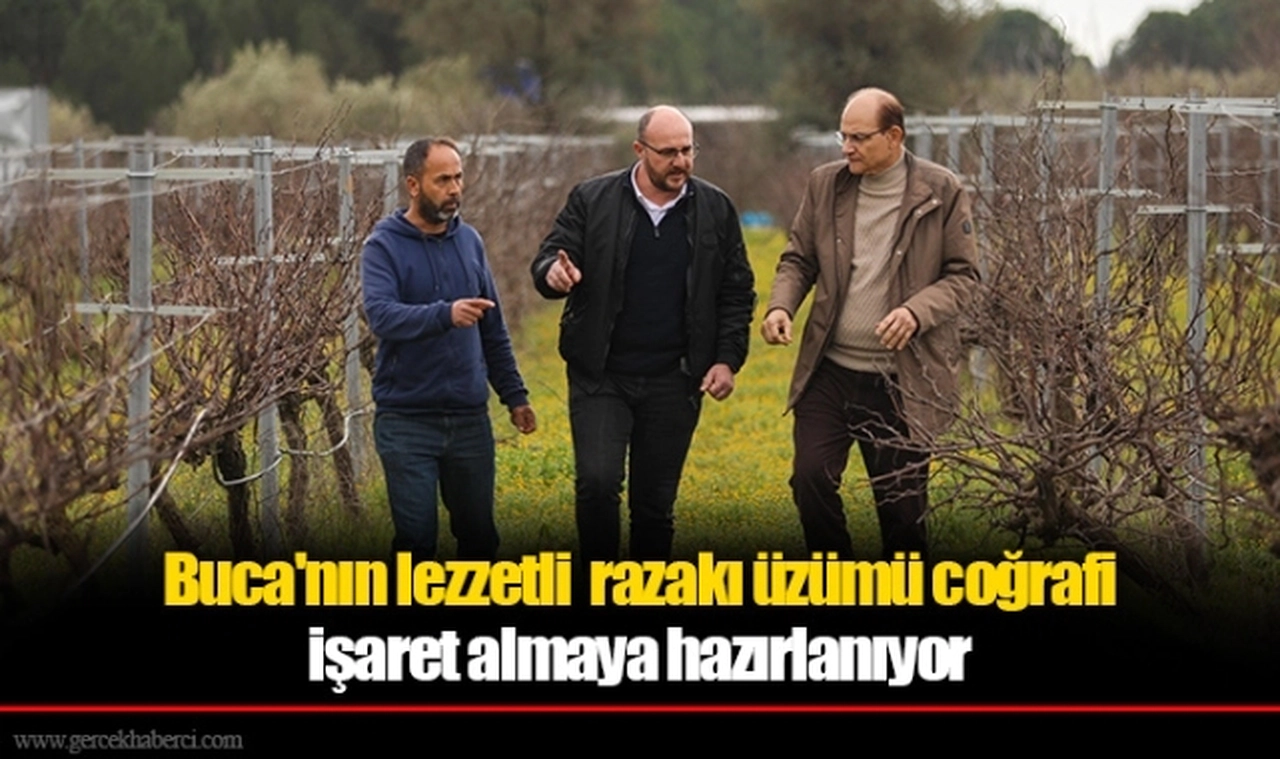 Buca'nın lezzetli  razakı üzümü coğrafi işaret almaya hazırlanıyor