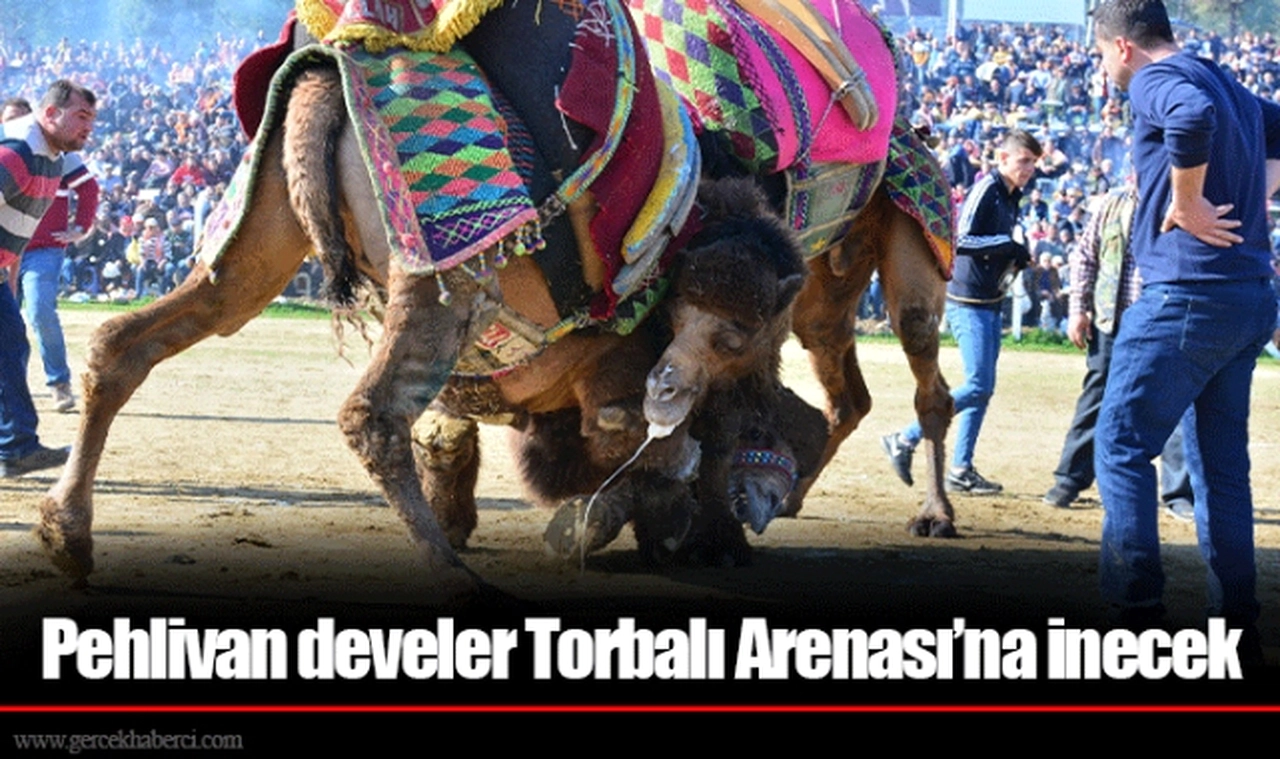 Pehlivan develer Torbalı Arenası’na inecek