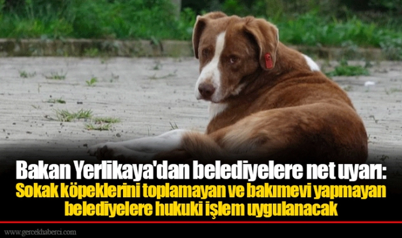 Bakan Yerlikaya'dan belediyelere net uyarı:  Sokak köpeklerini toplamayan ve bakımevi yapmayan belediyelere hukuki işlem uygulanacak