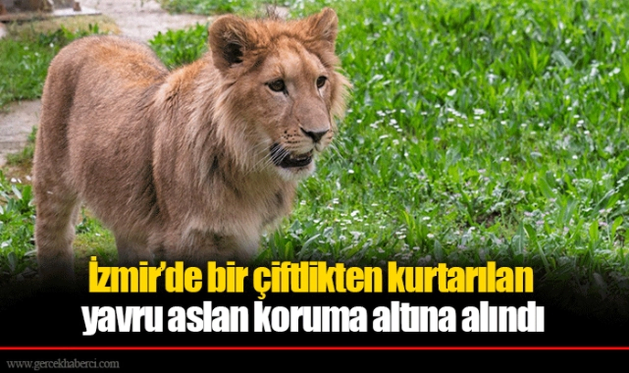 İzmir’de bir çiftlikten kurtarılan yavru aslan koruma altına alındı