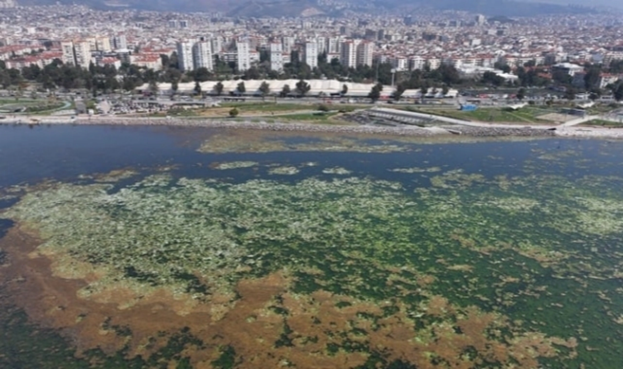 İzmir Körfezi, deniz maruluyla kaplandı