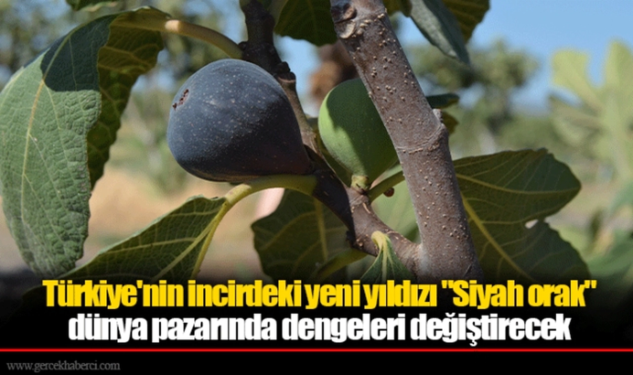 Türkiye'nin incirdeki yeni yıldızı "Siyah orak", dünya pazarında dengeleri değiştirecek