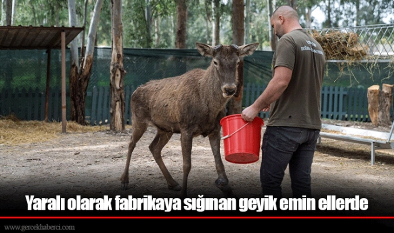 Yaralı olarak fabrikaya sığınan geyik emin ellerde