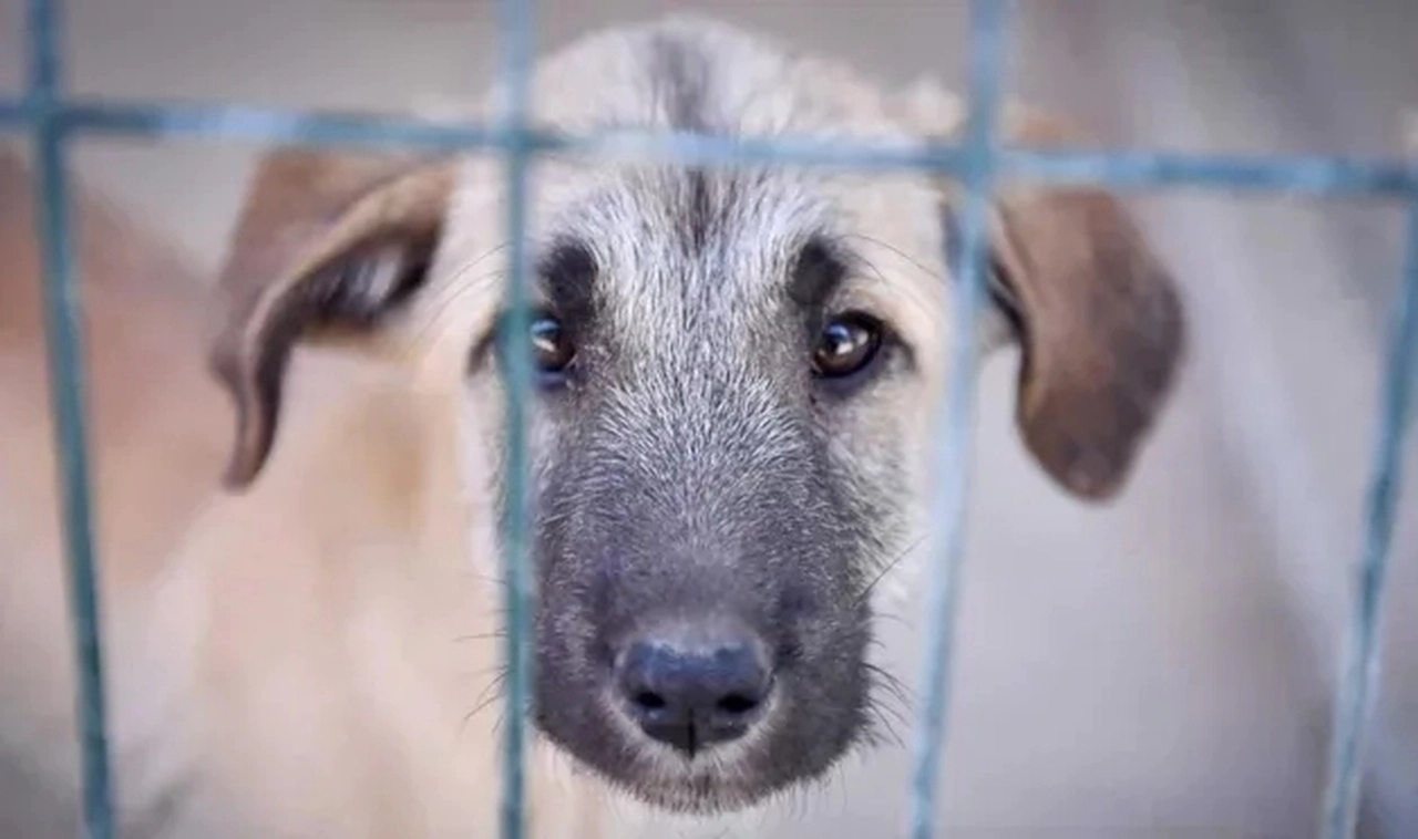 Hatay'da aracına havlayan köpeğe kurşun yağdırdı!