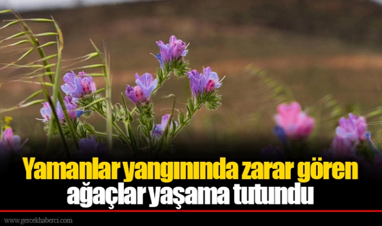 Yamanlar yangınında zarar gören ağaçlar yaşama tutundu 