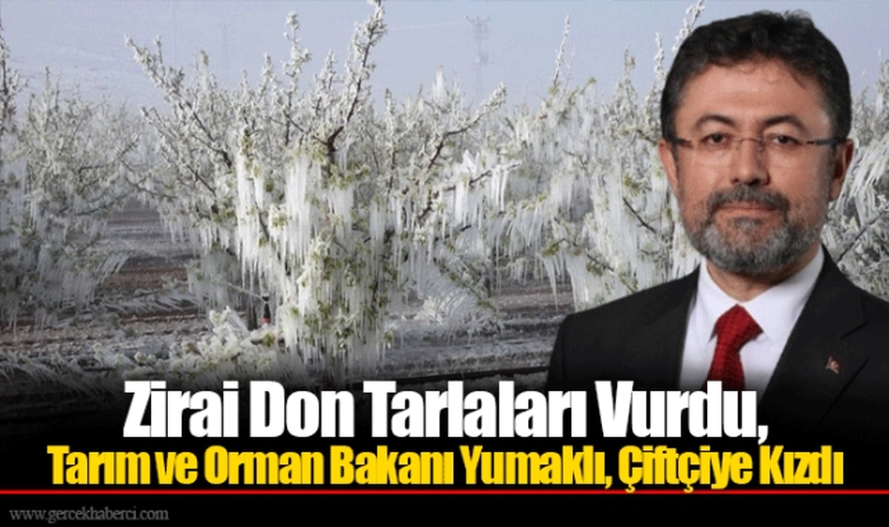 Zirai Don Tarlaları Vurdu, Tarım ve Orman Bakanı Yumaklı, Çiftçiye Kızdı