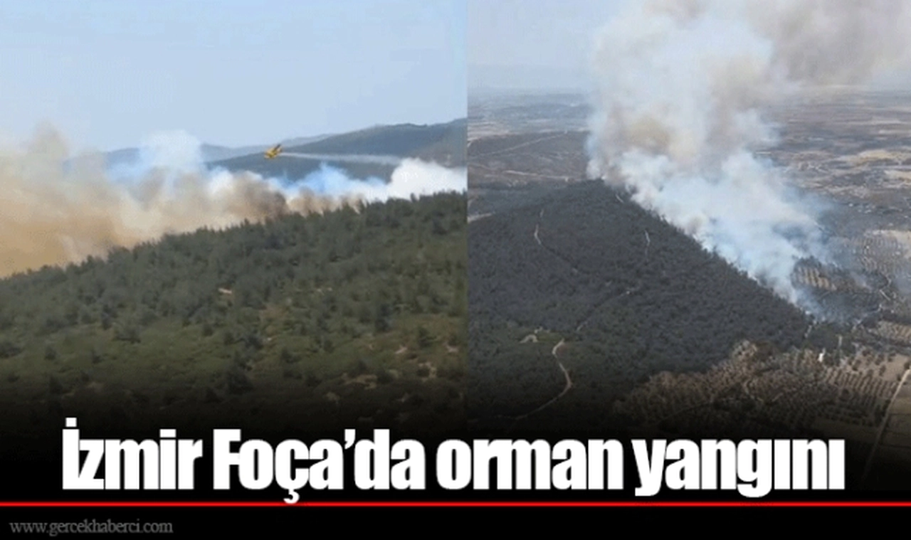 İzmir Foça’da orman yangını