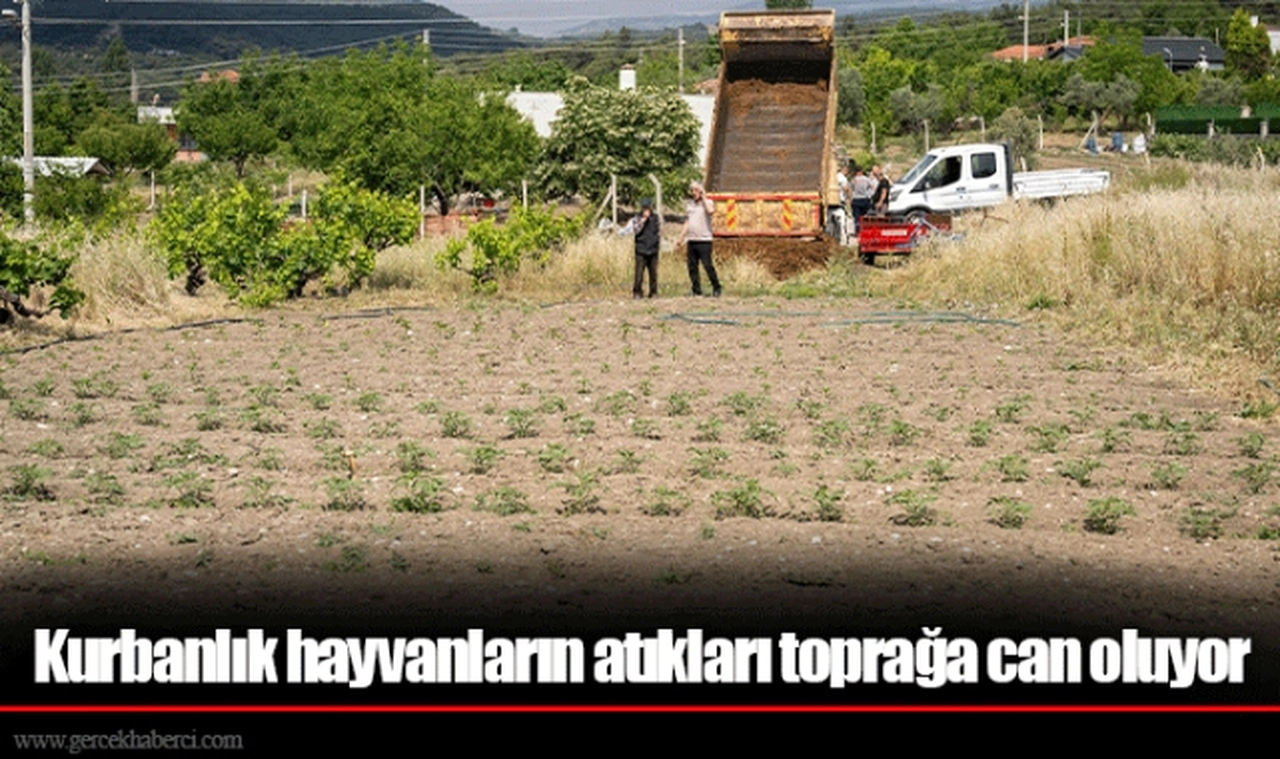 Kurbanlık hayvanların atıkları toprağa can oluyor