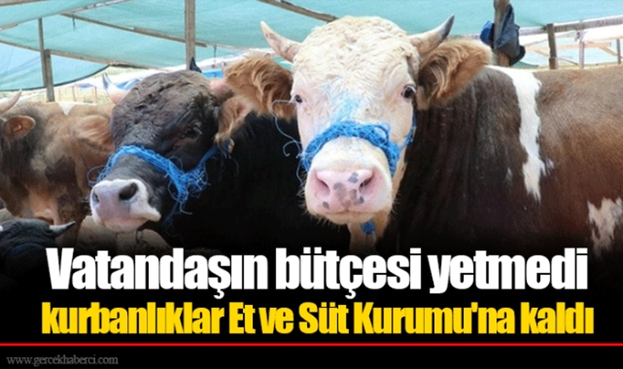 Vatandaşın bütçesi yetmedi kurbanlıklar Et ve Süt Kurumu'na kaldı