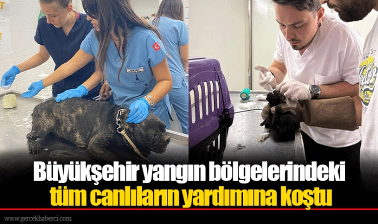 Büyükşehir yangın bölgelerindeki tüm canlıların yardımına koştu